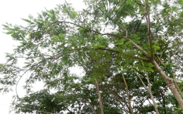 Từ vụ cây phượng ngã chết người tại TP.HCM, cây nào bị cấm trồng trên đường phố?