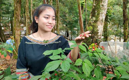 'Quốc bảo' sâm Ngọc Linh có trồng được ở Gia Lai?