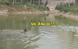 Màn rượt đuổi không cân sức của vịt và chó