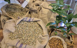 Nâng tầm Robusta Việt: Gu ngon đúng vị làm người ta mua