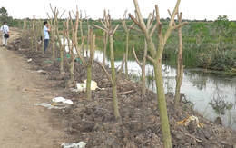 Ồ ạt trồng cây ăn trái đón đầu khu công nghiệp ở Đồng Tháp: Địa phương khuyến cáo gì?