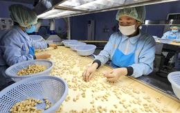 Trung Quốc tăng mua nhưng tại sao ngành điều Việt vẫn gặp khó?