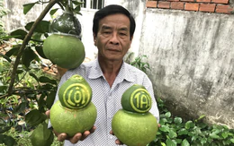 Bưởi hồ lô Tài Lộc giá đến 1 triệu đồng một trái vẫn lo thiếu hàng dịp Tết