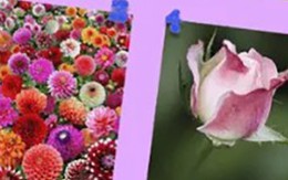 Quiz: Hoạt động nào bộc lộ khía cạnh đặc biệt của bạn?