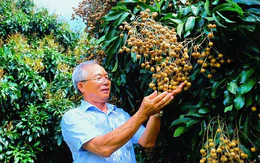 Trồng nhãn xuất khẩu, nuôi ong lấy mật thu nhập tăng thêm hàng trăm triệu mỗi năm