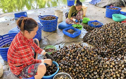 'Ăn bún riêu mà nhớ đến ốc bươu vàng là cảm giác bớt ngon'