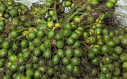 Giá cả đầu ngày: Cau giảm sâu, cá đồng rẻ cuối mùa nước nổi, người nuôi heo lỗ nặng