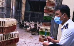 Phát hiện 1,3 tấn gia cầm không giấy kiểm dịch từ Đồng Nai về TP.HCM