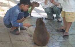 Cuộc thi Lan tỏa năng lượng tích cực 2026: Capybara Đà Lạt 'đốn tim' du khách miền Tây