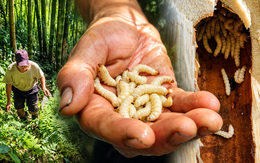 Vào rừng tìm sâu măng, đặc sản 300.000 đồng/kg mà vẫn khó mua