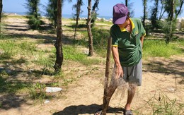 Hàng ngàn cây phi lao trồng ven biển chết khô, lãnh đạo xã ở Quảng Ngãi nói gì?