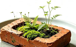 Rộ mốt đi nuôi... cục gạch