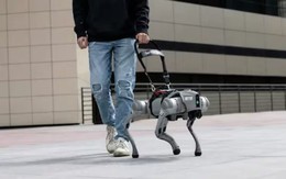 Công ty này đang tuyển người dắt chó robot đi dạo, lương lên đến 3 triệu/ca