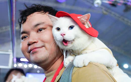 Chó mèo hóa trang Halloween, ai là quán quân?