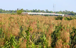 El Nino trở lại