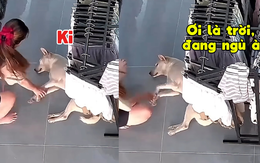 Gia chủ hoảng hốt vì tưởng chó cưng mất