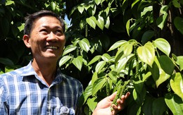 Gặp 'cha đẻ' tiêu Tùng Linh và khát vọng nâng tầm thương hiệu hồ tiêu Việt
