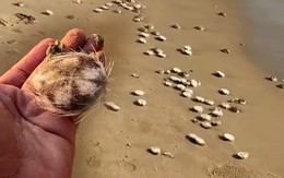 Video chuyên gia nói về hiện tượng hàng trăm con cầu gai cát dạt vào bờ biển Nha Trang