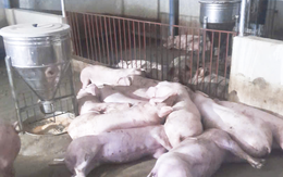Sét đánh chết cả đàn heo 50 con sắp xuất chuồng, nông dân thiệt hại hàng trăm triệu 