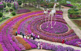 Festival hoa Đà Lạt 2026: 54 xã phường cùng trồng hoa