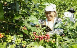 Nâng tầm Robusta Việt: Sản lượng lớn nhưng vì sao vẫn bị hiểu là cà phê 'làm nền'?