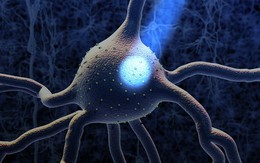 Nobel y sinh 2026: Bật tắt neuron bằng ánh sáng, đặt nền cho cách chữa Alzheimer, Parkinson trong tương lai