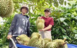 Lễ hội sầu riêng Đắk Lắk thu gần 1.300 tỉ đồng