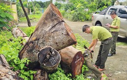 Chặt hạ cây xanh ở Gia Lai: Phê bình trưởng công an xã, rút kinh nghiệm sâu sắc