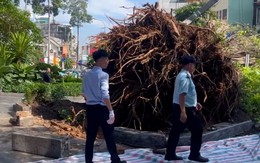 Cây xanh trong sân nhà đổ ngang đường Đinh Tiên Hoàng, trung tâm TP.HCM ùn ứ