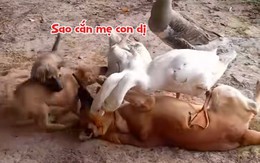 Hai chú chó con lao vào cứu mẹ khỏi bị ngỗng cắn