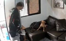 Cậu chủ hú hồn vì chó cưng tưởng là người lạ