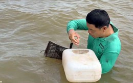 Cuộc thi Lan tỏa năng lượng tích cực 2026: Bắt cá chạch đồng mùa nước nổi ở miền Tây