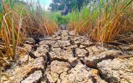 El Nino trở lại