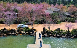 Mai anh đào nhuộm hồng Măng Đen trước thềm Tết Nguyên đán