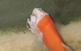 Cá vàng mất đầu vẫn bơi tung tăng suốt 2 tuần