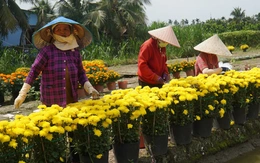 Cúc Hà Lan nở sớm vì thời tiết, nhà vườn Đồng Tháp lặt cánh bán cầm chừng dịp Tết