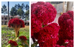 20 năm qua tôi đều nhận được chậu hoa mào gà lung linh dịp Tết