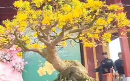 Cận cảnh hàng trăm lão mai vàng tiền tỉ khoe sắc bên sông Hương