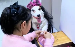 Chú chó ngoan ngoãn ngồi im cho cô chủ sơn móng tay