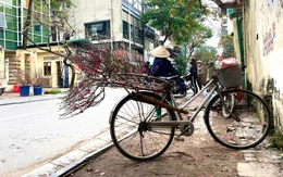Chiếc xe đạp chở mùa xuân len lỏi giữa phố phường Hà Nội