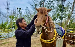 Cách nông dân ‘biến’ ngựa thồ thành ngựa đua