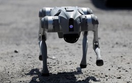 Chó robot sẽ hỗ trợ cảnh sát Mexico tại World Cup 2026