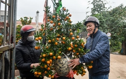 Quất 3 triệu đồng/cây đắt khách, đào 1,4 triệu đồng/cành khách lắc đầu bỏ đi