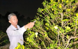 Nông dân làng mai Bình Lợi thấp thỏm chờ khách