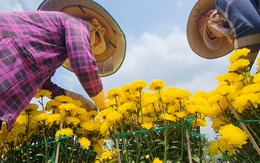 Video nhiều nhà vườn Đồng Tháp phải lặt cánh cúc Hà Lan nở sớm để bán thu hồi vốn