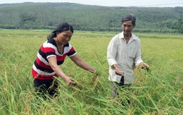 Ngày Tết thèm nếp ngự Sa Huỳnh