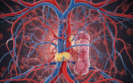 Lần đầu khoa học tạo ra ‘mạch máu sống’ trên chip