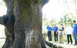 Cây xoài 5 người ôm mới xuể và cổ miếu gắn với truyền thuyết hổ 3 chân ở Cà Mau