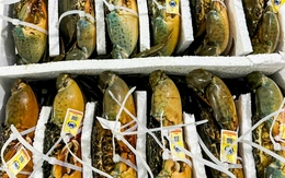 Cua Cà Mau đầy gạch loại lớn vượt mốc 1,1 triệu đồng/kg