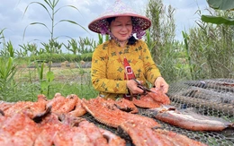 Về ‘thủ phủ’ khô cá lóc Cần Thơ xem người dân hối hả phơi khô vụ Tết